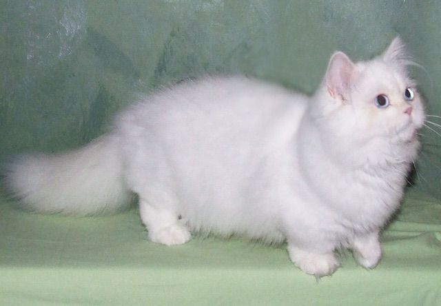 ミヌエット(Napoleon) - 猫の種類＆図鑑
