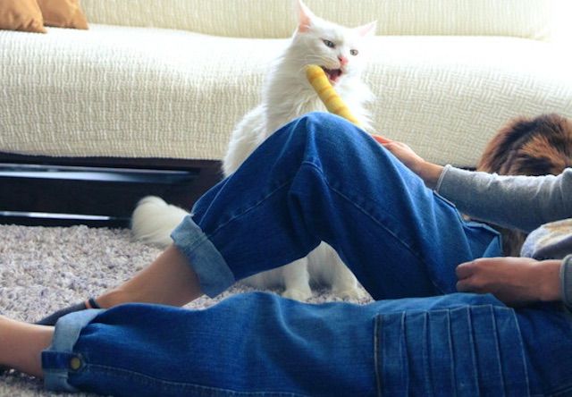 猫がバリバリ爪をとげる「猫モテジーンズ」が新発売