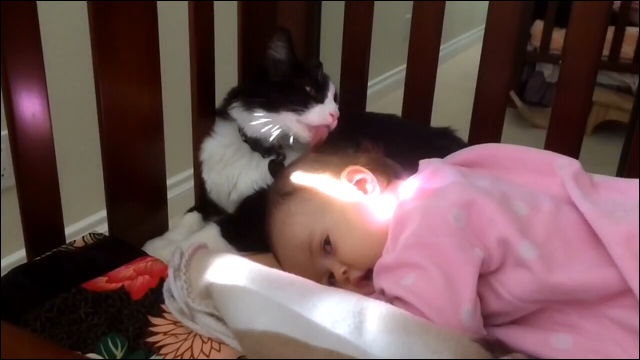 赤ちゃんの頭を毛づくろいする猫