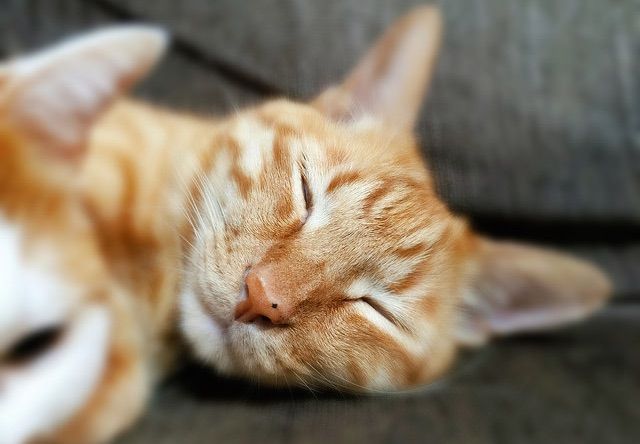 幸せそうな寝顔の茶トラ - 猫の写真素材