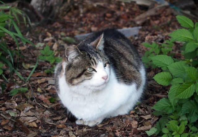 長野の山中で猫20匹が遺棄された疑い、市民らが全て引き取る