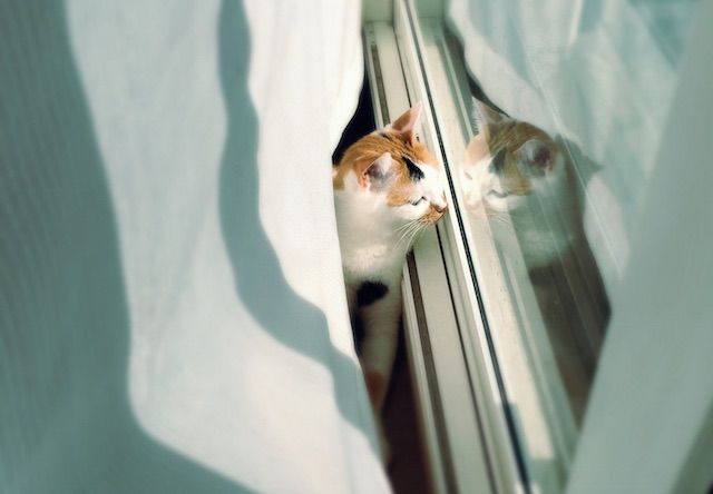 窓ガラスに反射する三毛猫 - 猫の写真素材