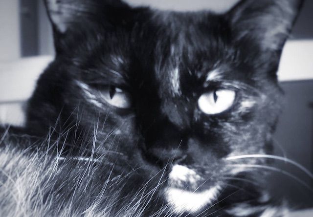 渋い表情を見せる猫 - 猫の写真素材