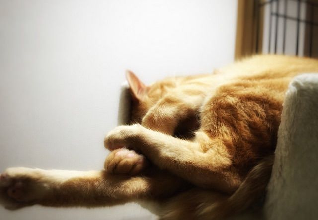 アクロバティックな姿勢で寝る猫 - 猫の写真素材