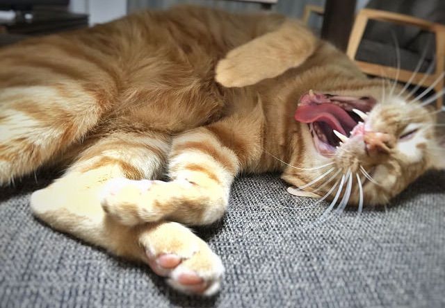 寝ながらあくびする茶トラ - 猫の写真素材
