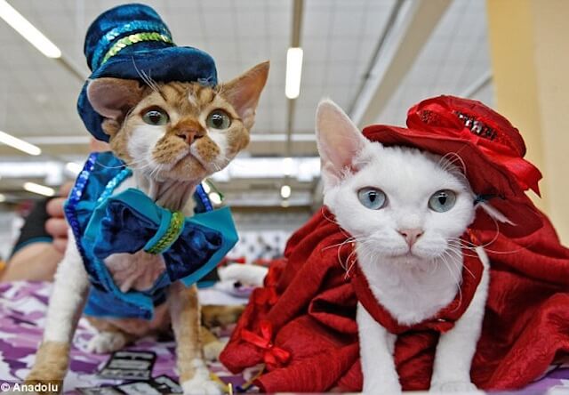 衣装を着た猫たちが可愛い！ウクライナのネコ展覧会を紹介