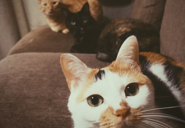 3猫の視線が釘付け - 猫の写真素材