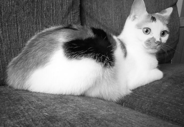 三毛猫のモノクロ写真 - 猫の写真素材