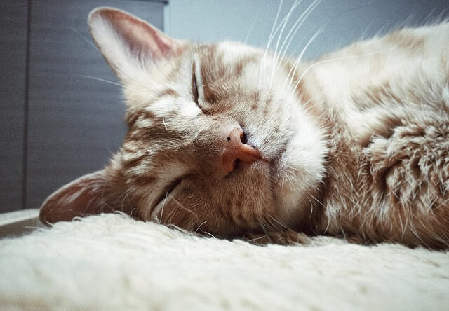 熟睡中の茶トラ - 猫の写真素材