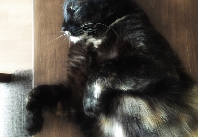 幽霊ポーズで睡眠中 - 猫の写真素材