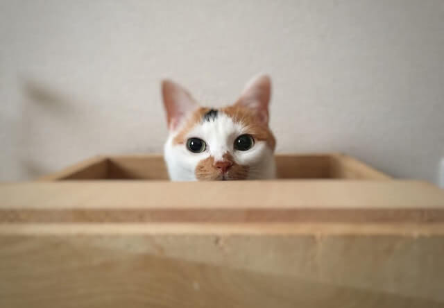 木箱からひょっこり顔を出す猫 - 猫の写真素材