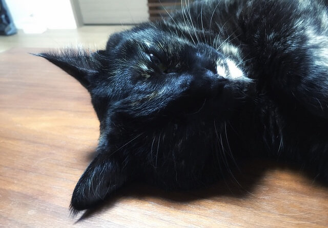 薄目を開けたまま寝るサビ猫 - 猫の写真素材
