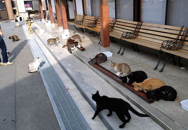 猫寺の敷地内にいる約30匹もの猫