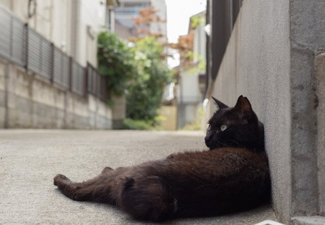 沖昌之さんの猫写真1