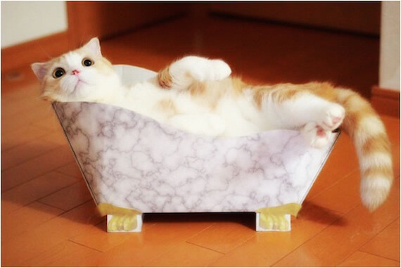 猫の入浴イメージ