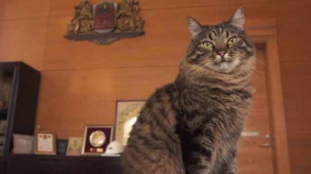 ラトビア リガの市長室に猫が？