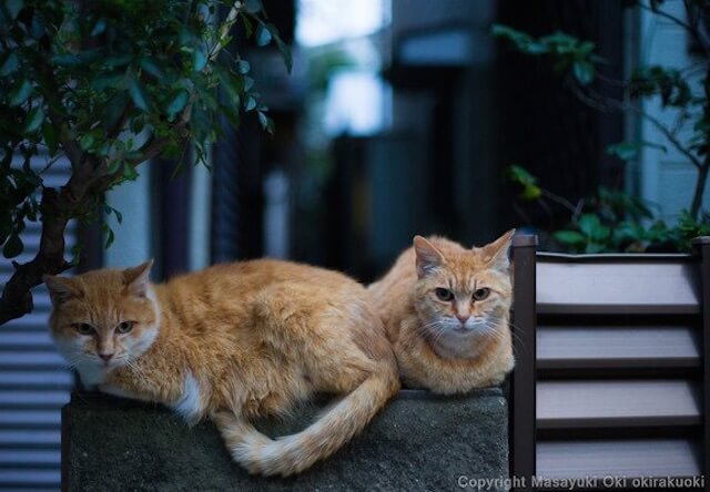 沖昌之さんの猫写真3