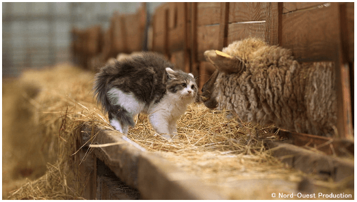 フランスの農場で暮らす猫