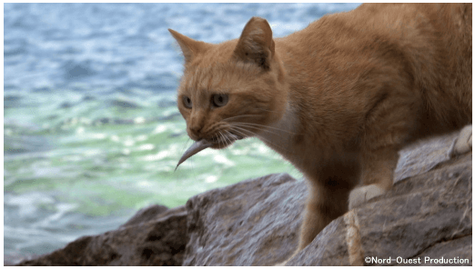 ギリシャの島で暮らす猫