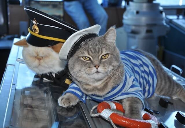 猫の「船長」と「水夫」