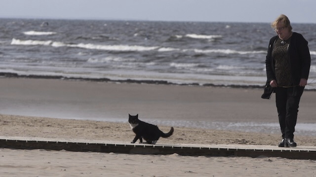 バルト海へお散歩するネコ