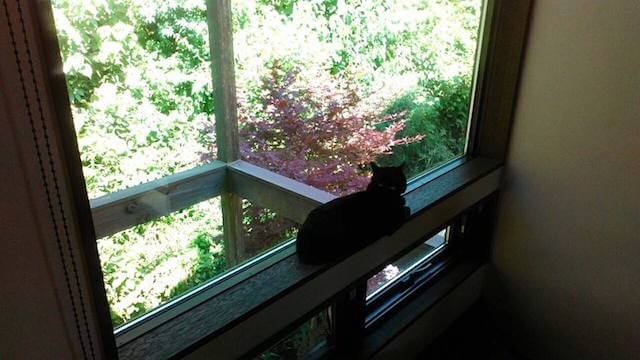 窓からバードウォッチングする猫