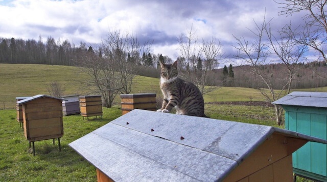 ミツバチと遊ぶネコ