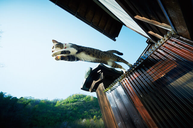猫寺で暮らす猫の写真3