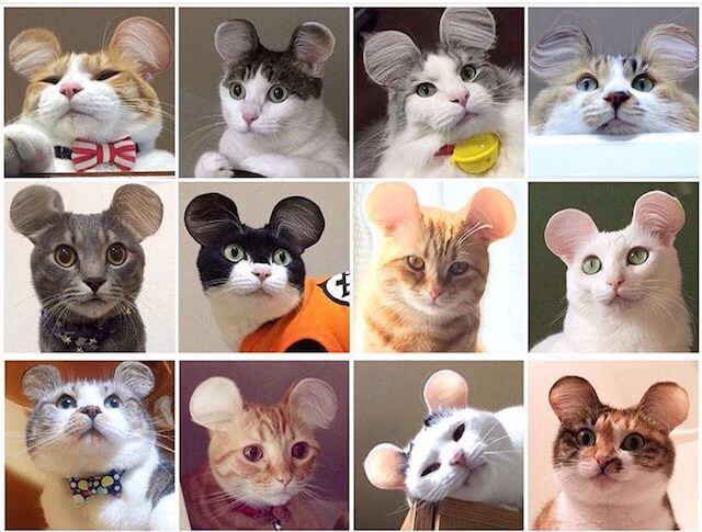 サイメラ（Cymera）を使ったネズミ耳の猫たち