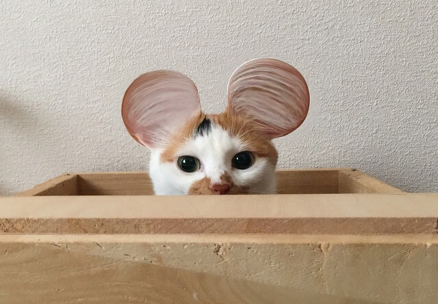 ミッキーマウスのような耳 – 猫の写真素材