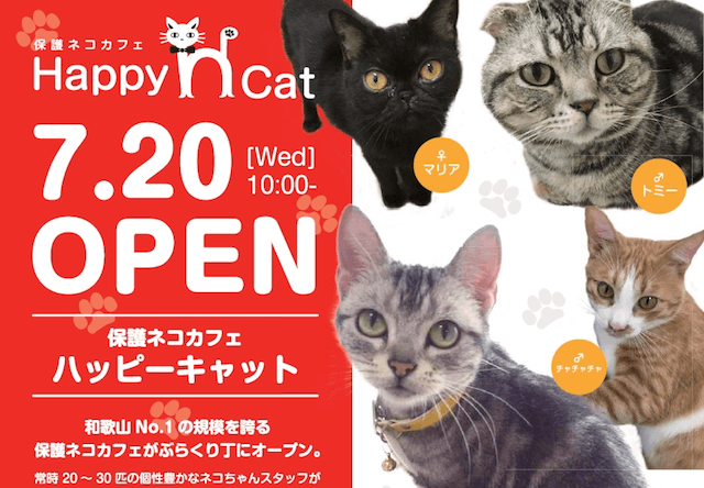 神戸の猫カフェニャニー、8末まで人気猫の総選挙を開催中