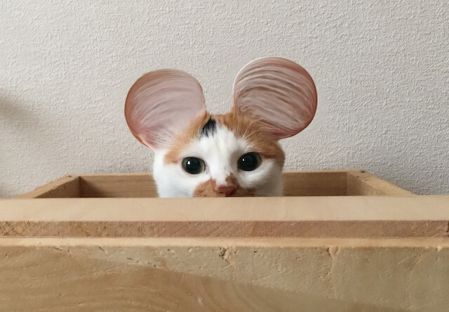ミッキーマウスのような耳になった三毛猫