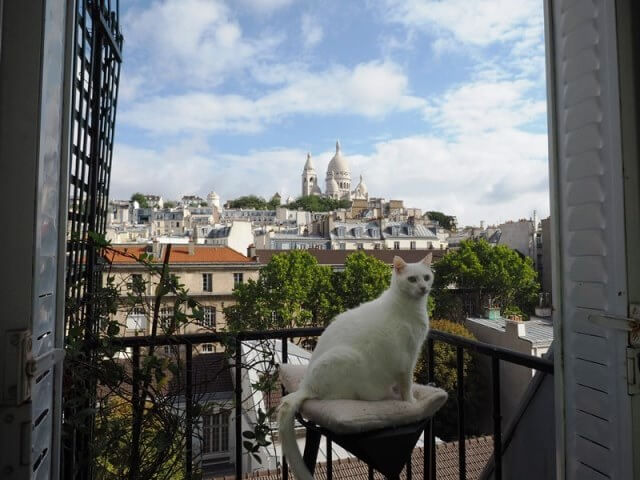 世界ネコ歩き写真展 パリの猫