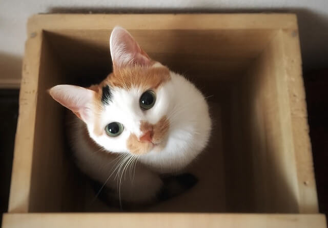 箱の中から見上げる猫 - 猫の写真素材