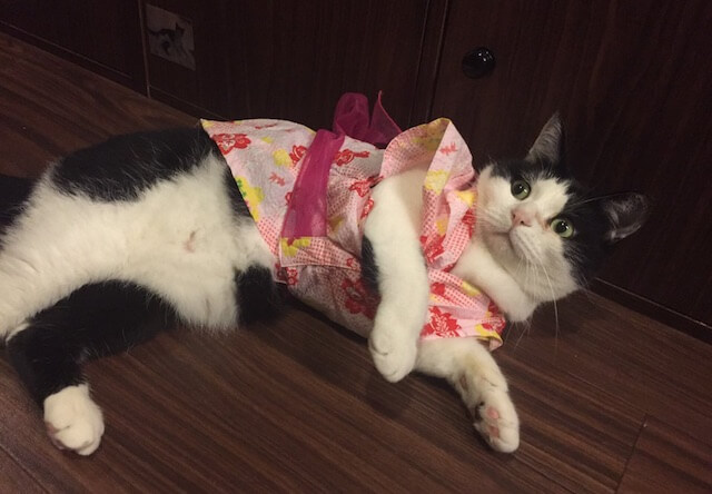 着物・浴衣姿の猫3