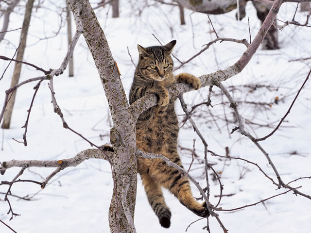 「ふるさと」津軽の猫写真7