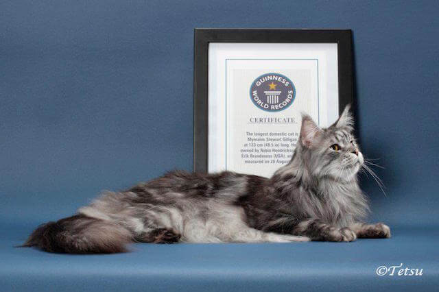 ギネス認定されている世界一長い猫、スティーウィ君