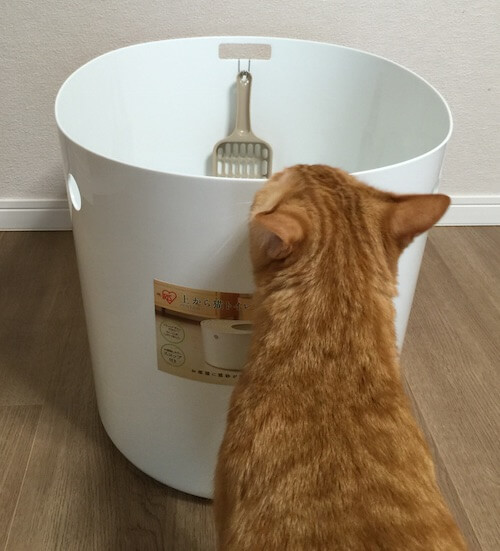 上から猫トイレに興味を示す茶トラ