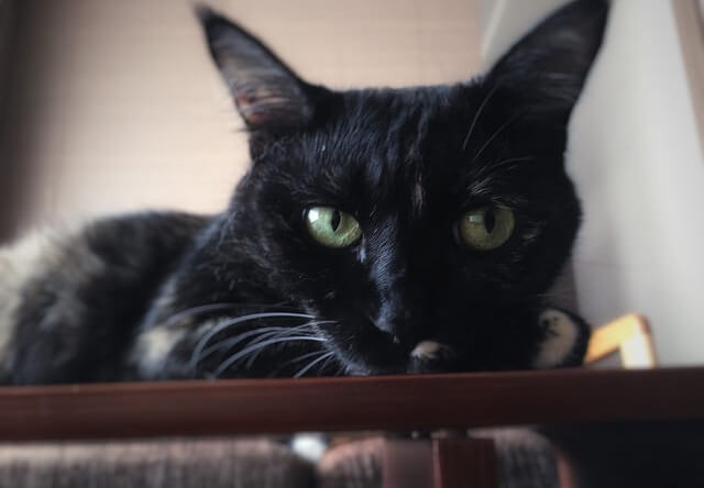スリム顔の猫 - 猫の写真素材