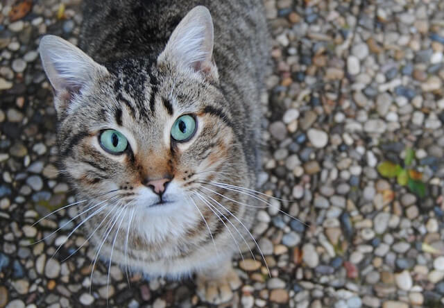 世界各国の猫の日