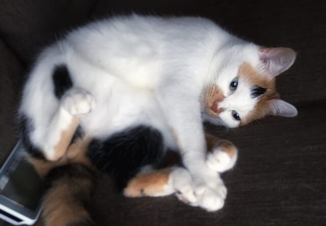 物憂げな眼差し - 猫の写真素材 | Cat Press