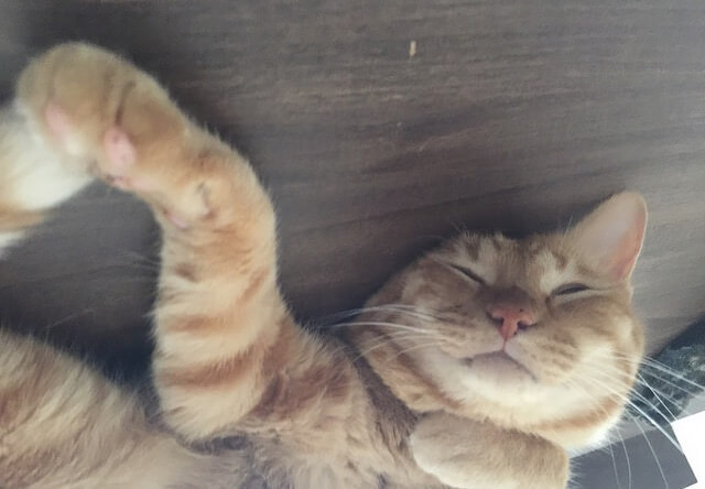 ブサカワの寝顔- 猫の写真素材