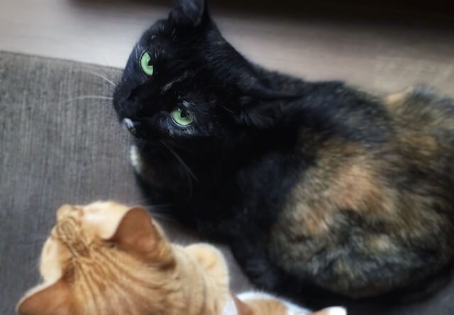 飼い猫に睨まれる – 猫の写真素材
