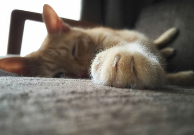 爪のアップ - 猫の写真素材