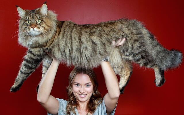巨大な猫 メインクーンの写真1