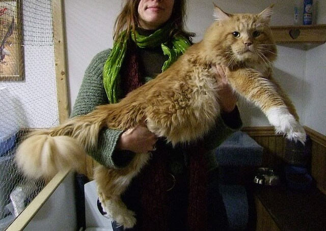 巨大な猫 メインクーンの写真2