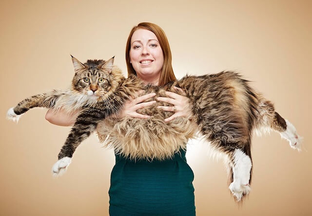 生存する猫の中で最長とギネス認定された、イギリスに住むメインクーンのルード