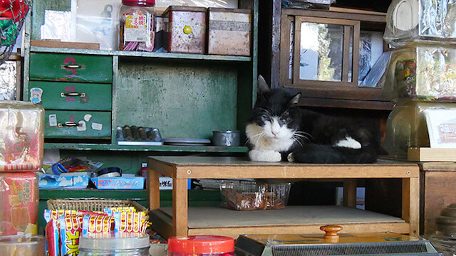 駄菓子屋「上川口屋」の看板猫、石松くん