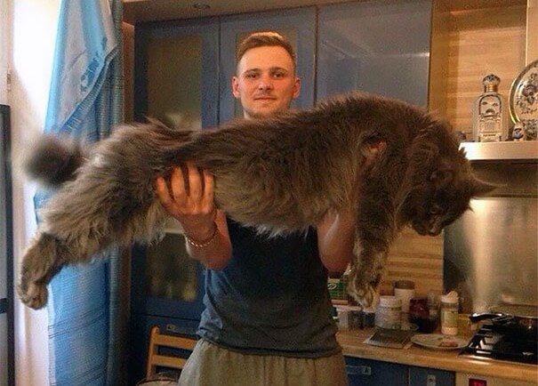 巨大な猫 メインクーンの写真3