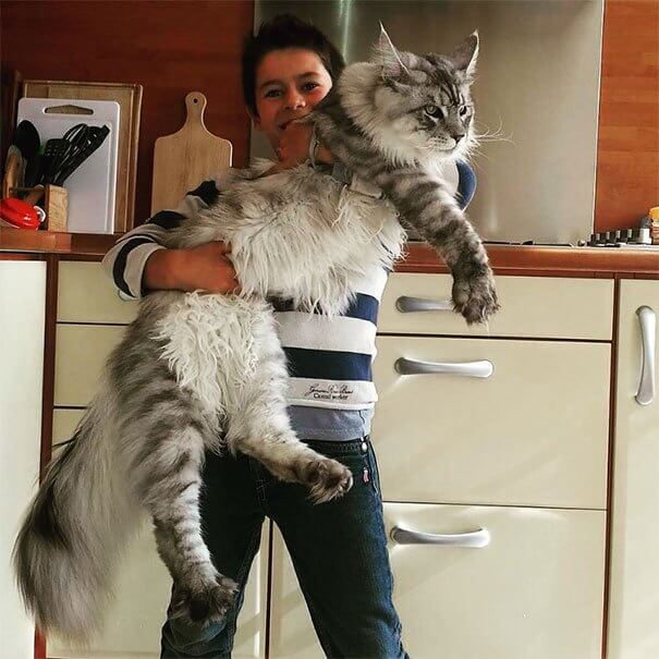 巨大な猫 メインクーンの写真4